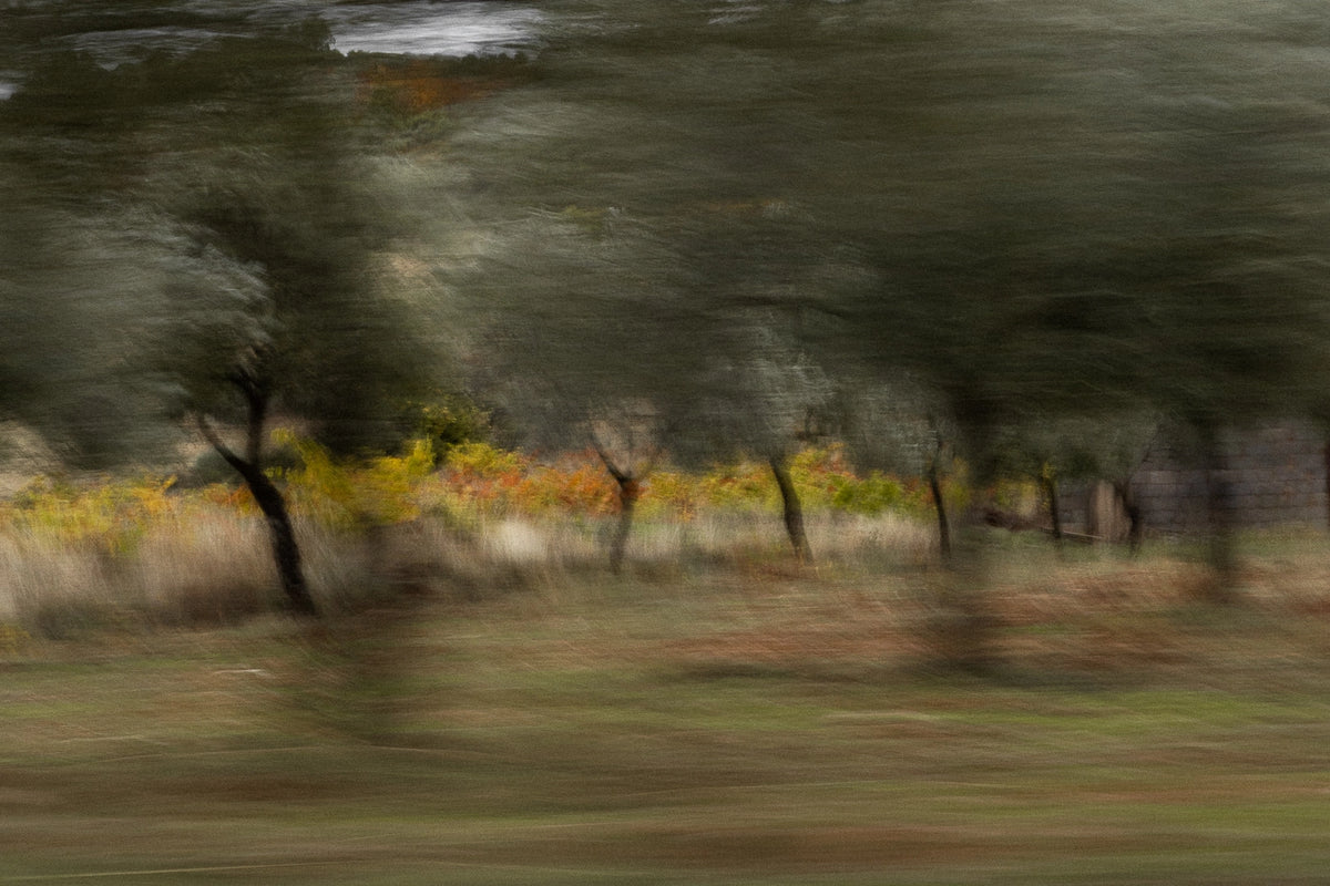 OLIVE OIL CLUB  VERSER. RECHARGER. CONTINUER