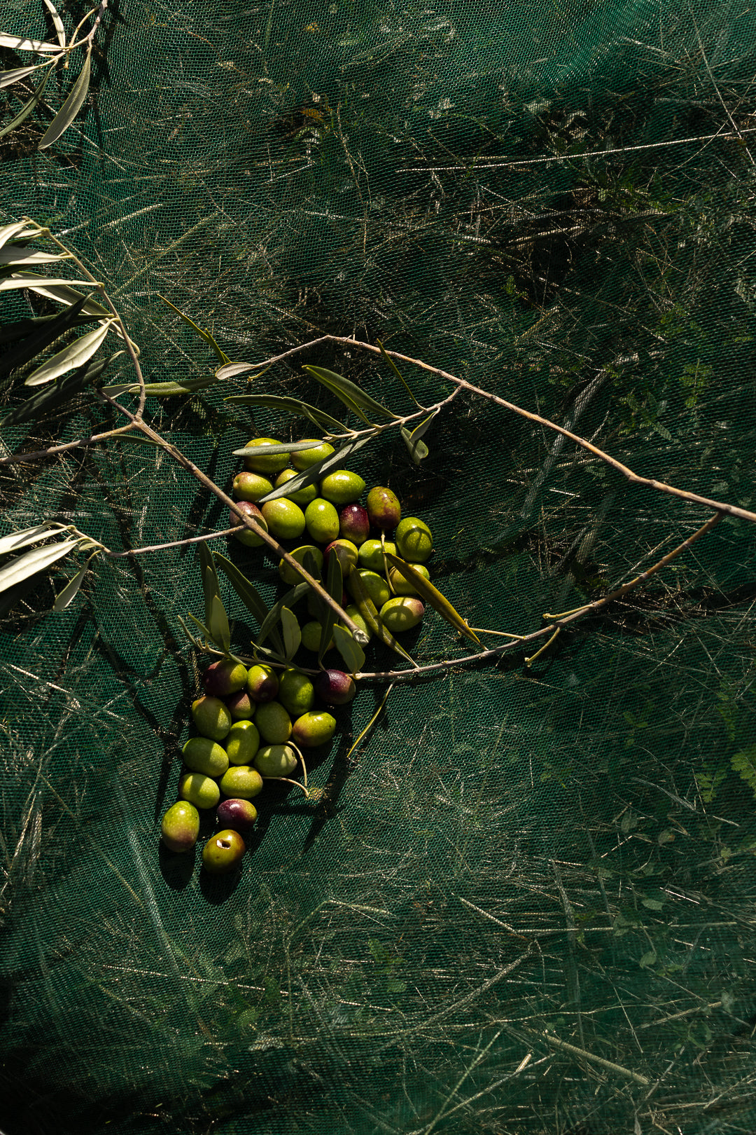 Cantaria s'engage dans la qualité de ses produits