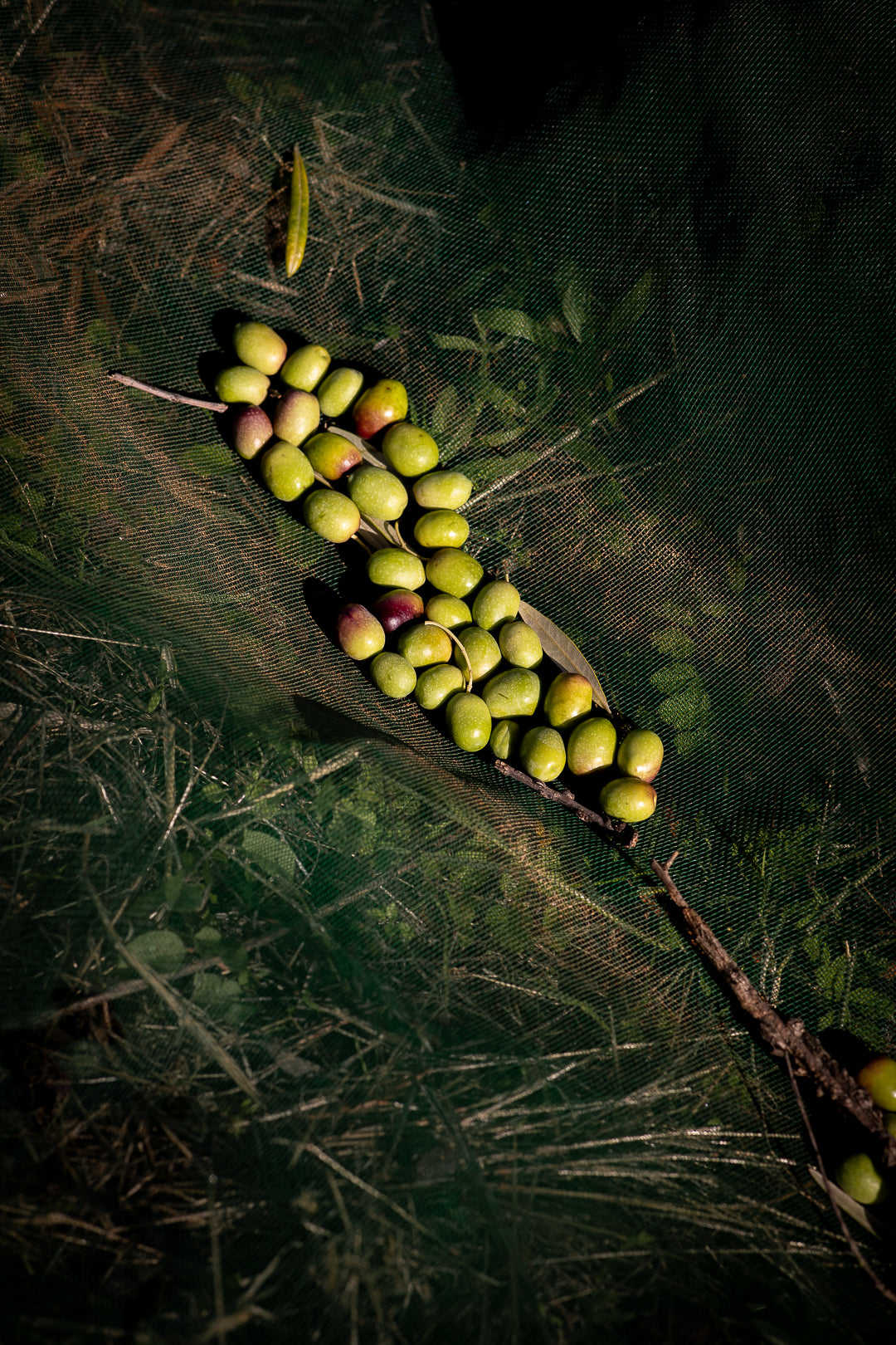 Et si tu passais enfin à une vraie huile d’olive ?