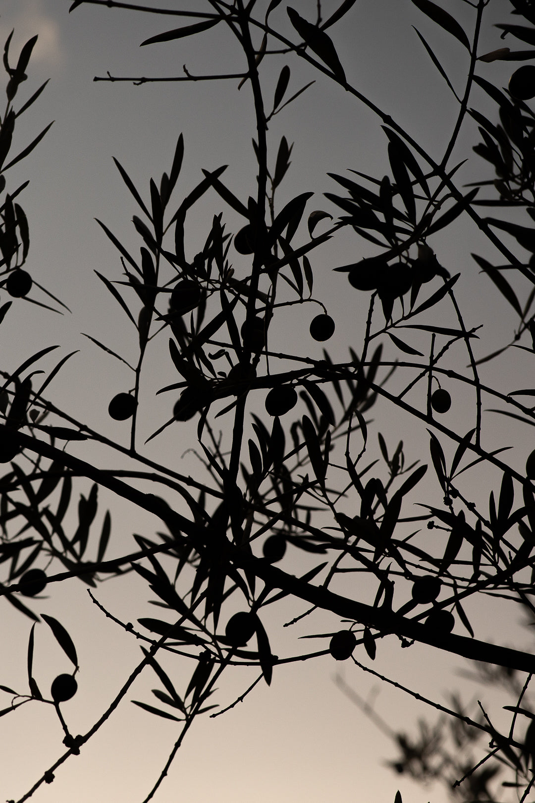 Cantaria - An olive oil chosen by discerning gourmet shops