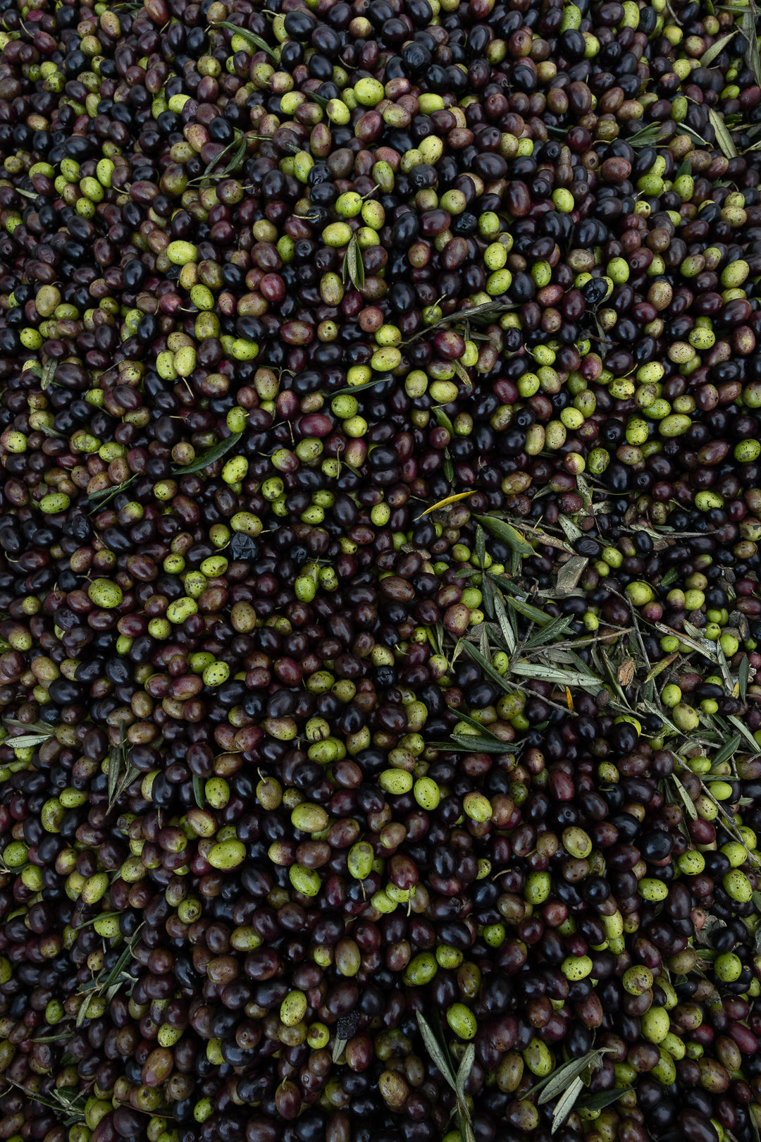 Cantaria - L'exigence Cantaria