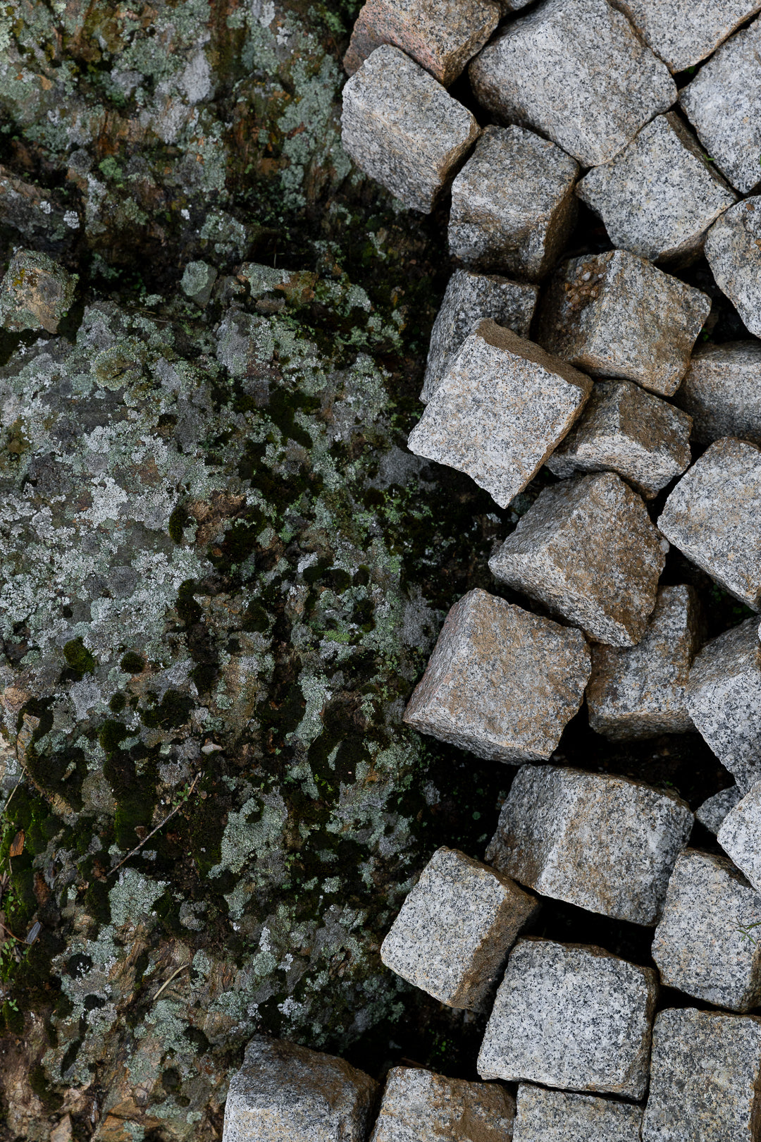 Huile d’olive portugaise Cantaria – récolte artisanale